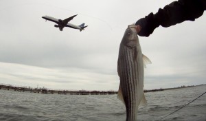 First Striped Bass of the year JFK New York