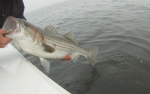 Striped Bass on top