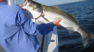 NY Stripers in July
