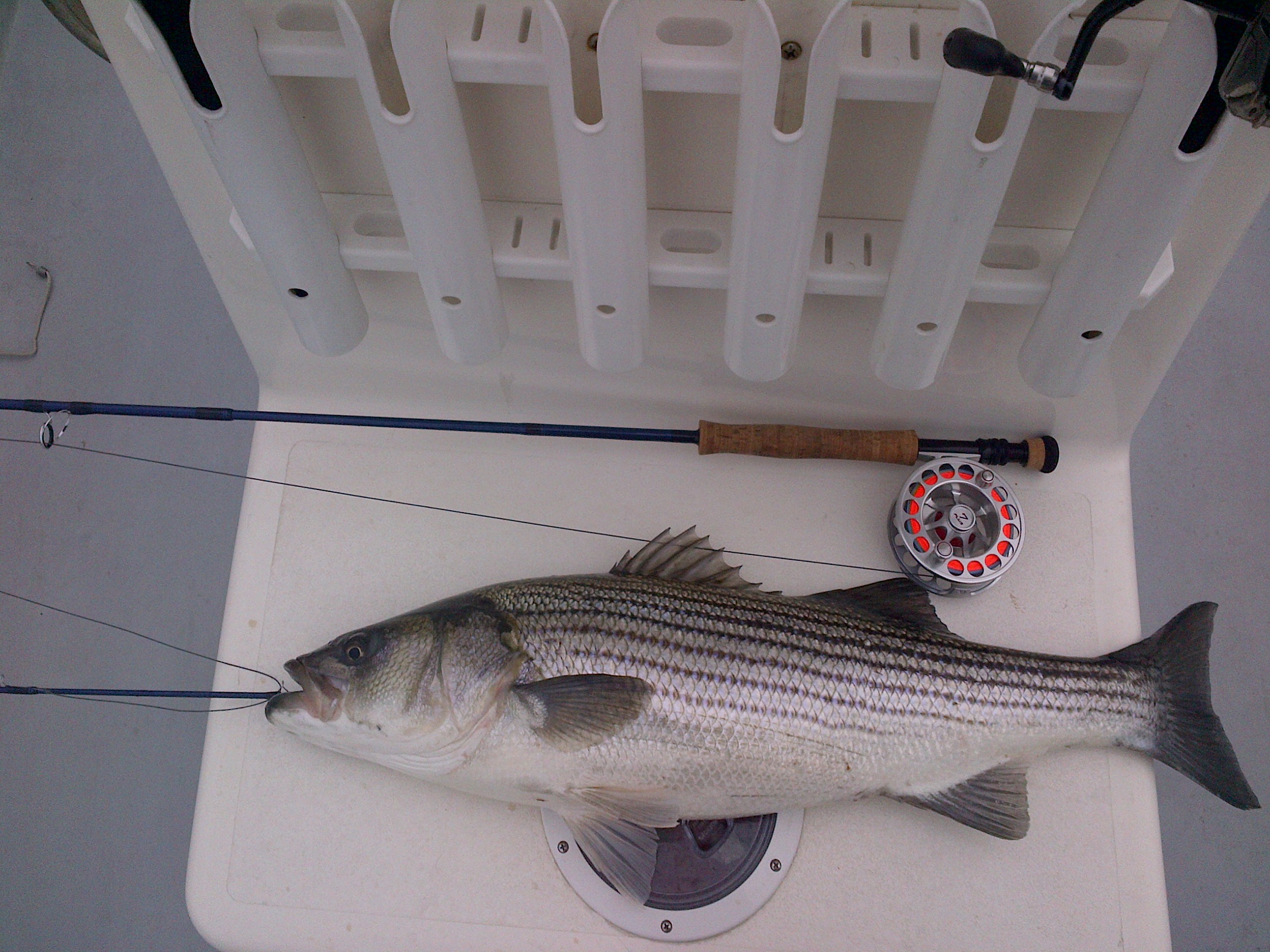 Flies beat artificials on NYC striped bass - Kenjo Fly Fishing Charters
