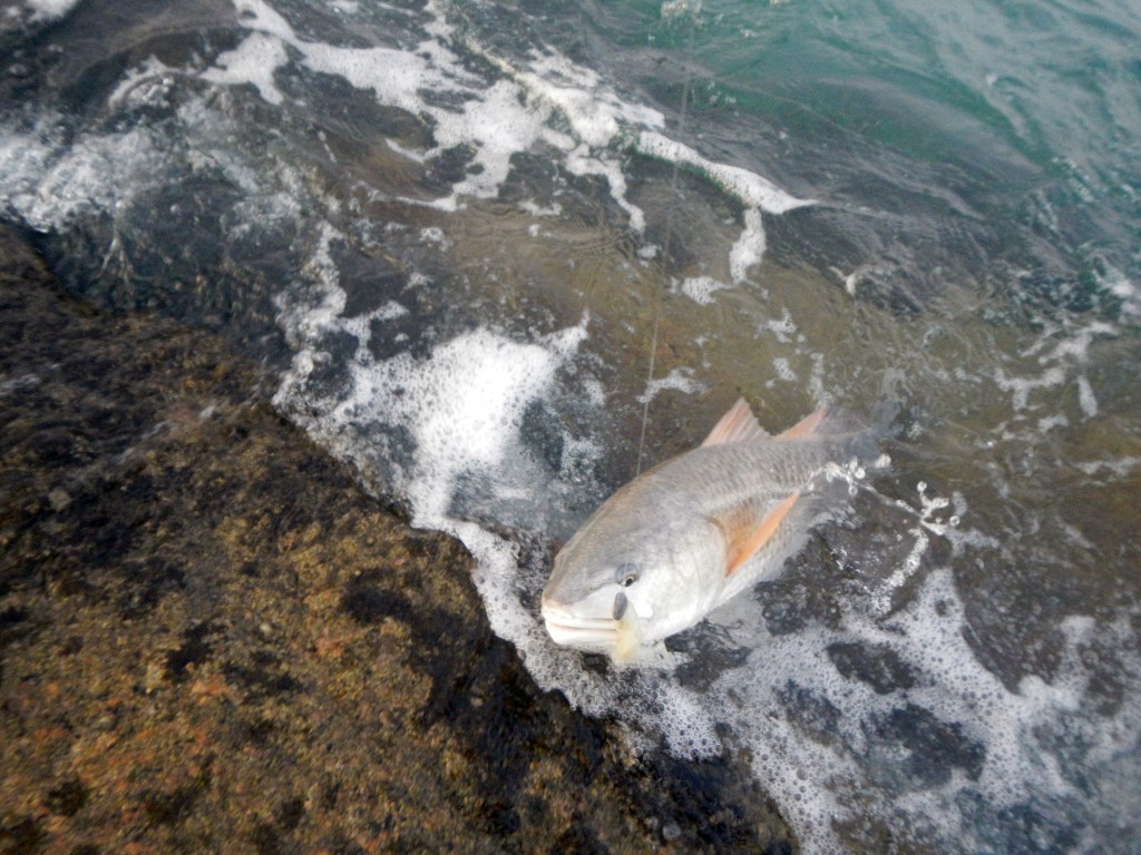 conventional redfish
