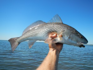 Fly Fishing redfish flats port aransas