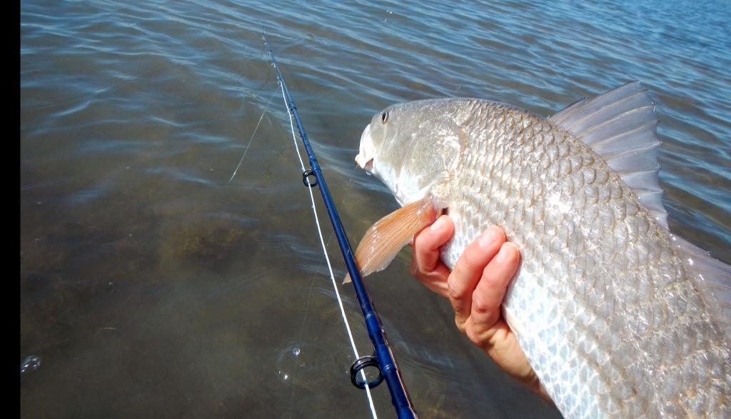 red drum, fly fishing