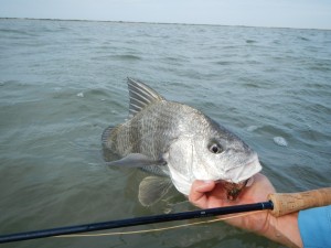 black drum on the fly