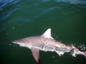 sharks, fly fishing, blacktip, conventional, tackle