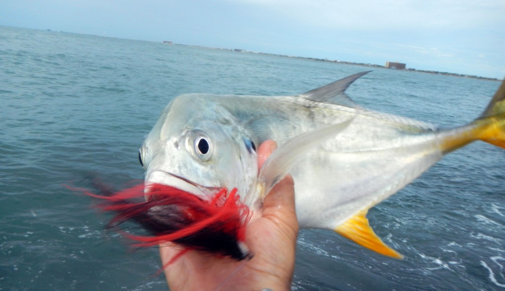 jack crevalle, fly fishing, texas, gulf, mexico
