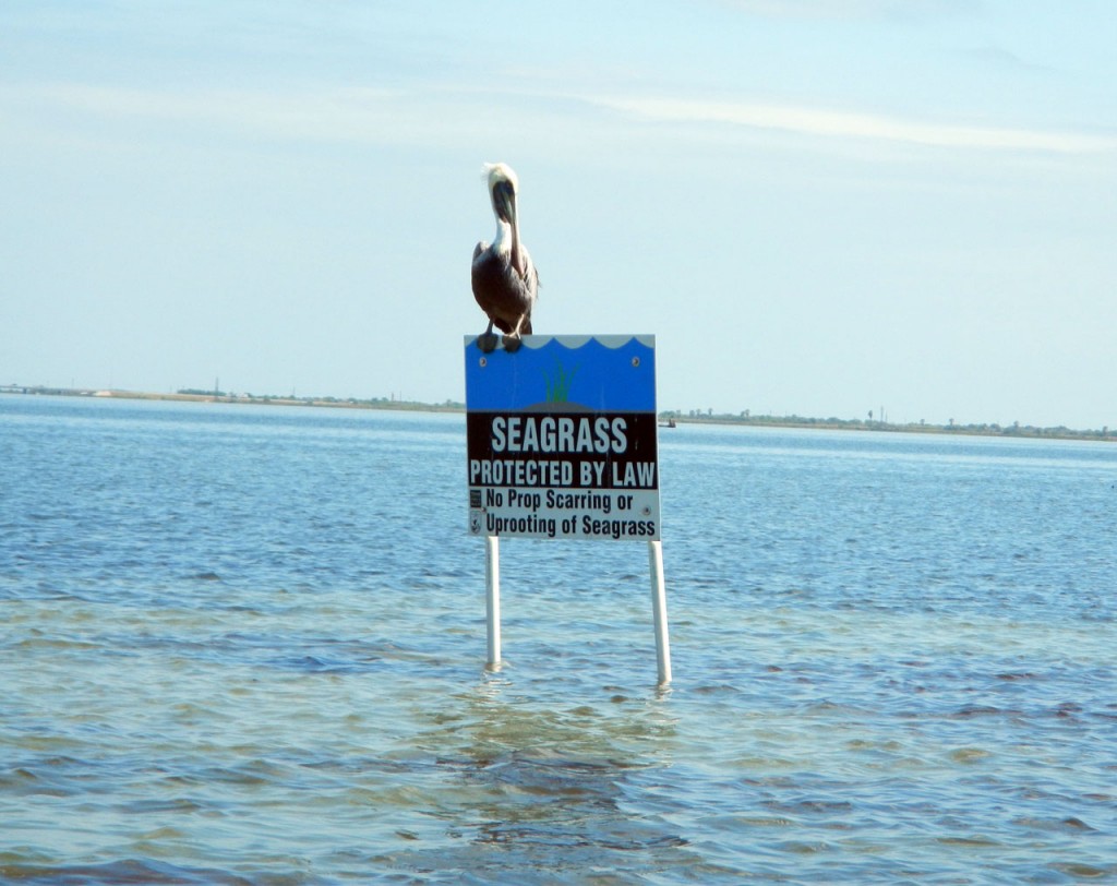 protected, seagrass, Pelican, saltwater, flyfishing, flats