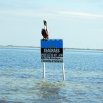protected, seagrass, Pelican, saltwater, flyfishing, flats