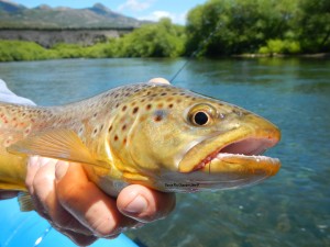 brown trout streamer flyfishing argentina patagonia river guides prg