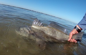 black drum, fly fishing, guides, charters, texas, coast