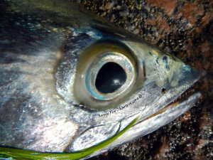 kingfish, mackerel, fly ishing, eye