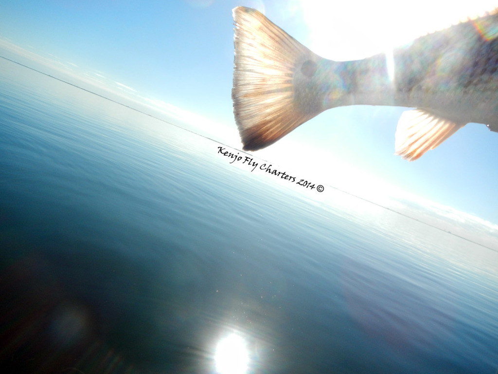 redfish, guide, fly fishing, tailsup,