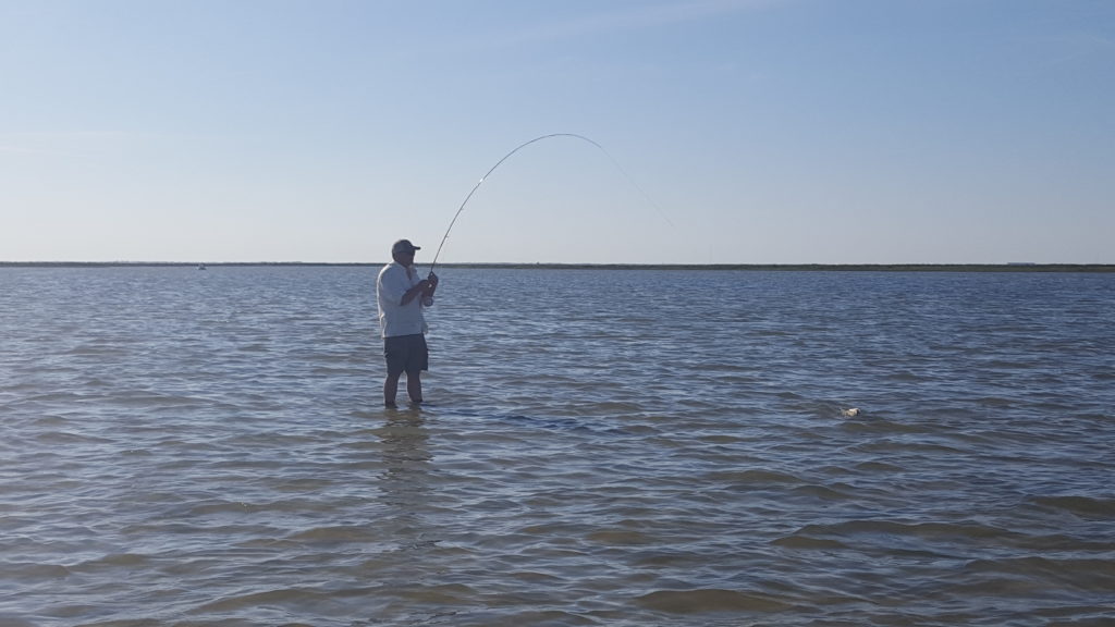 black drum. redfish, wade fishing, fly fishing, texas coast