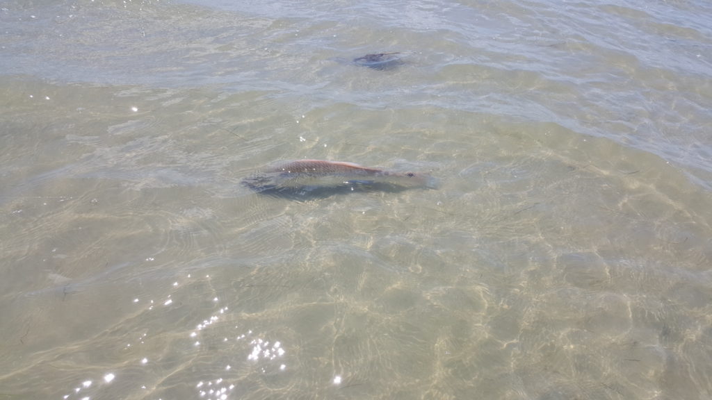 Redfish port aransas fly fishing Rockport Corpus christi