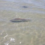 Redfish port aransas fly fishing Rockport Corpus christi