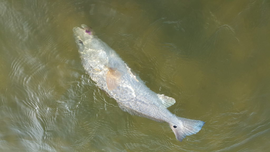 Redfish fly fishing Texas Coast guide charters