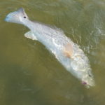 Redfish fly fishing Texas Coast guide charters