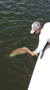 Bull redfish on the flats pulled out of a school of 200 fish strong!