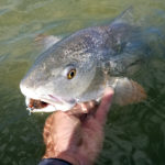 redfish, texas, coast, port aransas, fly fishing, guide