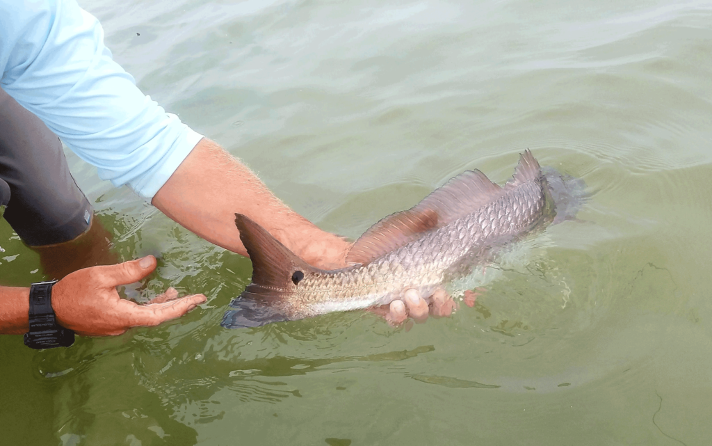 redfish, drum, fly fishing, port aransas, texas, coast, guide, saltwater, charter, airflo, sims, hatch, beavertail, marsh, spartina, grass, sunrise, mullet, crab, shrimp, fly only, catch and release