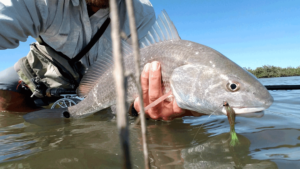 redfish, drum, fly fishing, port aransas, texas, coast, guide, saltwater, charter, airflo, sims, hatch, beavertail, marsh, spartina, grass, sunrise, mullet, crab, shrimp, fly only, catch and release, trout, speckled, speck, snaggletooth,