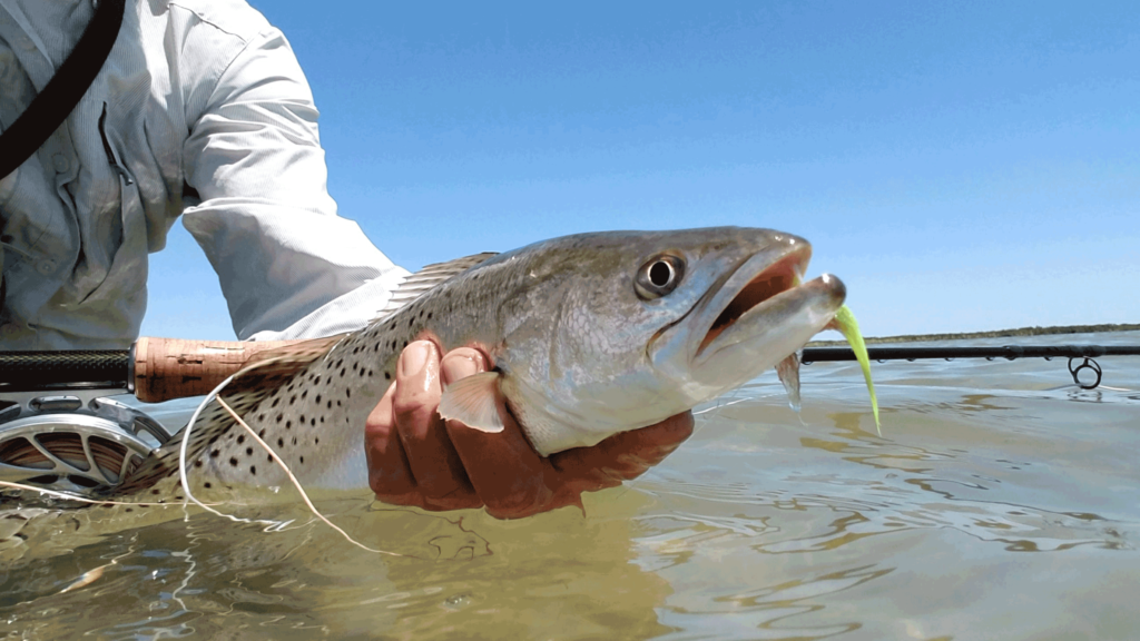 redfish, drum, fly fishing, port aransas, texas, coast, guide, saltwater, charter, airflo, sims, hatch, beavertail, black, trout, speckled, sea, mullet fly