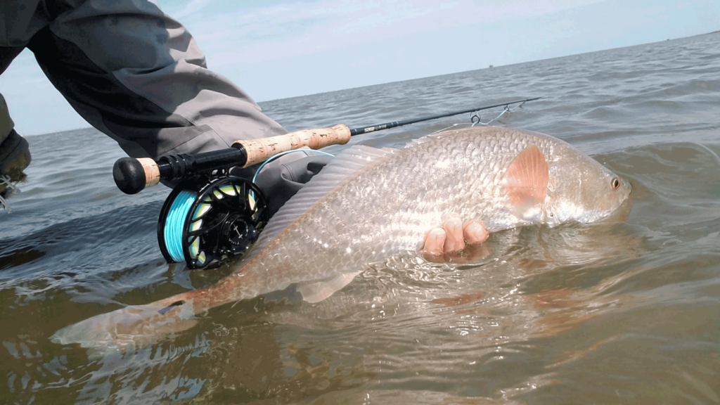 redfish, drum, fly fishing, port aransas, texas, coast, guide, saltwater, charter, airflo, sims, hatch, beavertail, marsh, spartina, grass, sunrise, mullet, crab, shrimp, fly only, catch and release, trout, speckled, speck, snaggletooth