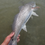 fly fishing, redfish, drum, texas, coast, saltwater, clyde, port aransas, corpus, rockport, bay, laguna madre, corpus, christi, hatch, tfo, airflo, tailwaters, bayou city angler, roys bait and tackle, guide, charters