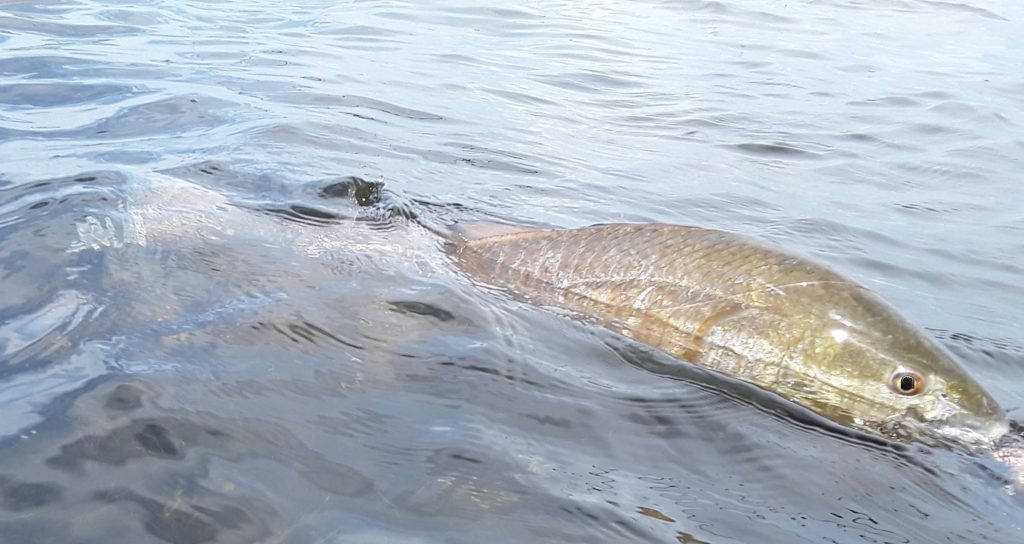 Releasing another 29 inch redfish. Keep'em wet as much as possible please.