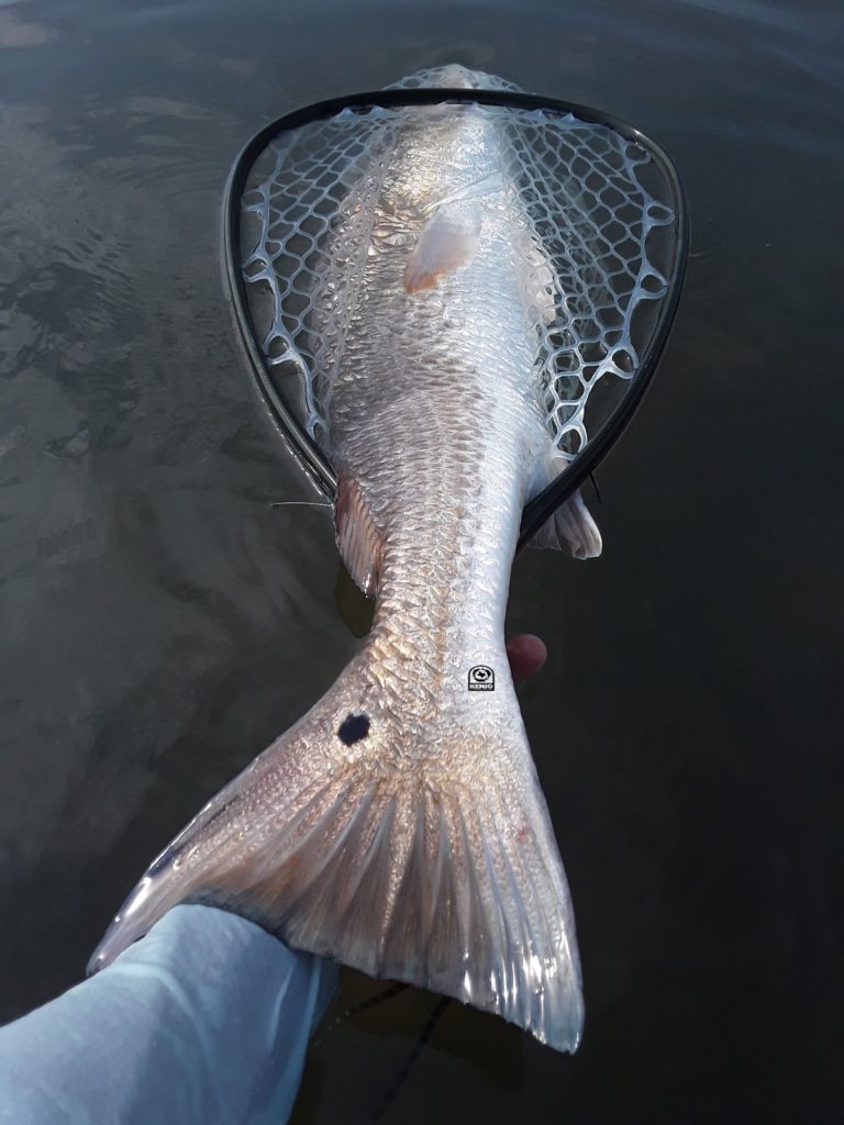 red, drum, redfish, black, drum, fly, fishing, saltwater, flats, texas, louisiana, gulf, cost, mexico, guide, charters, skiff, boat, hatch, outdoors, airflo, tropical punch, winston, rod, company, lines, alpha, plus, r.l., beavertail, yamaha, f70