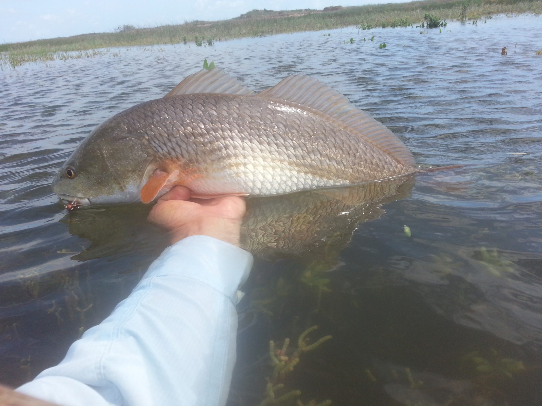 Fly Fishing Texas Redfish Kenjo Fly Fishing Charters