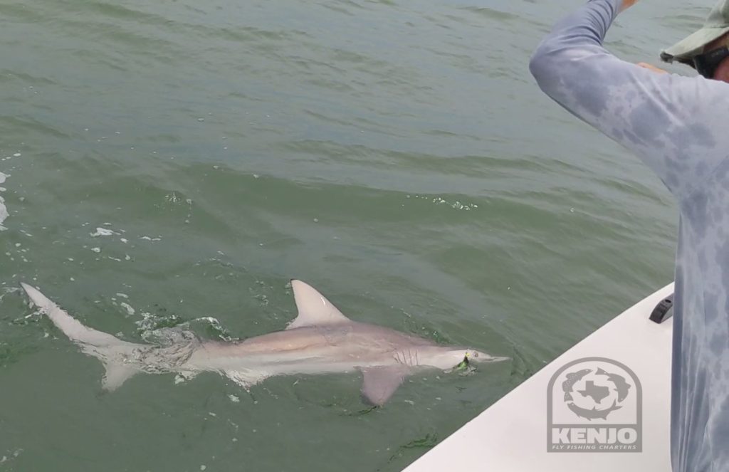 big fly combat mission, shark, on the fly, blacktip, black, tip, aransas, bay, redfish, fly, fishing, fly fishing, beavertail, skiffs, flats, guides, saltwater, coast, texas, christi, corpus, rockport, beach, surf, winston, rod, reel, hatch, outdoors, adventure, port aransas, fly, fish, fly fishing