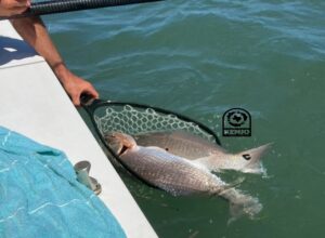 2 upper slot redfish in the net