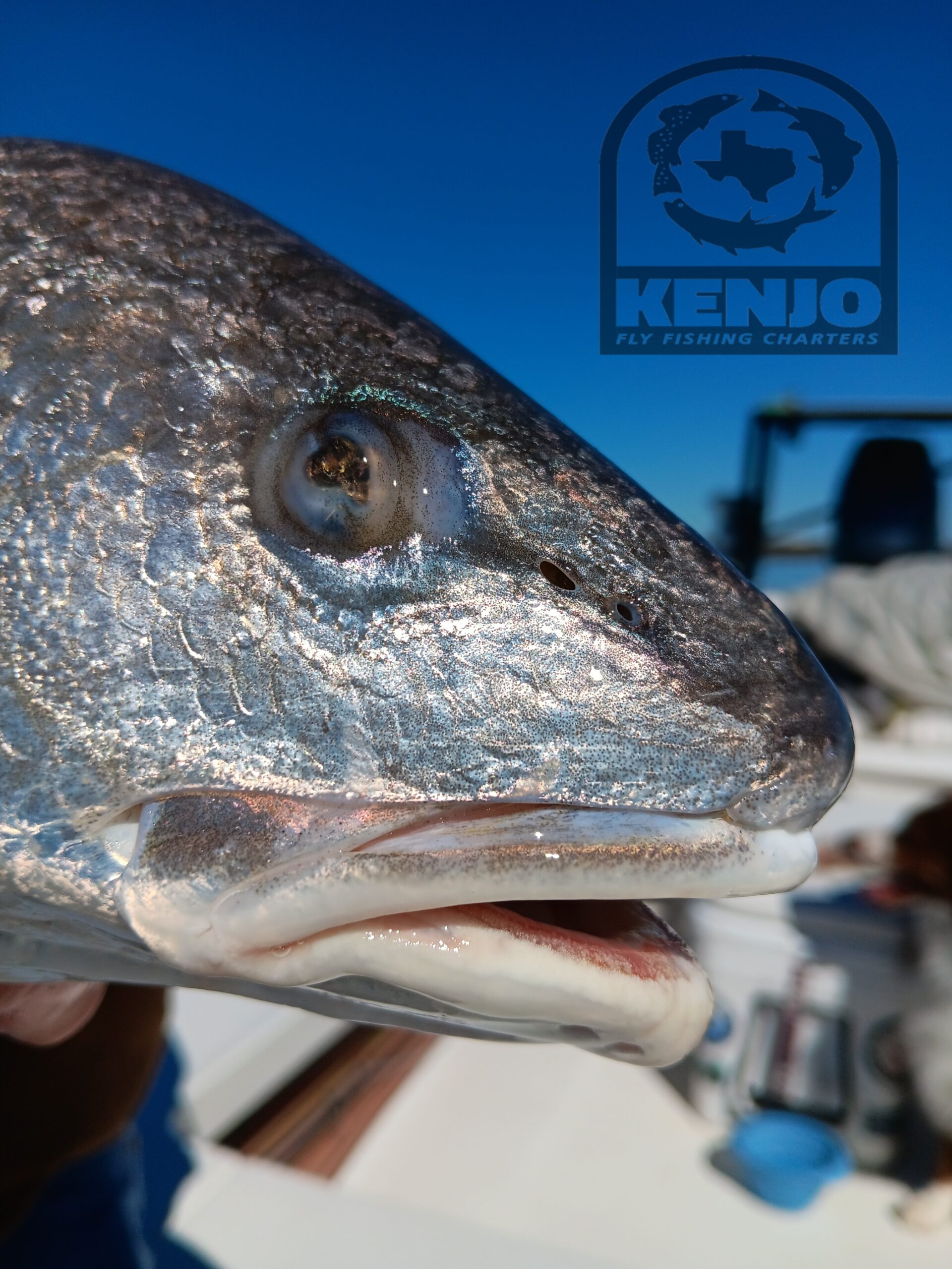 South Texas Fly Fishing Reports Archives - Kenjo Fly Fishing Charters