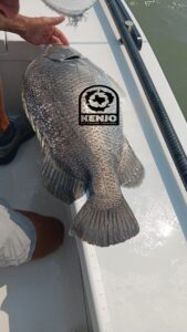 Texas State Fly Rod Record, tripletail, fish, triple, tail, Port Aransas, Rockport, Aransas, bay, Corpus Christi, fly, fishing, beavertail, skiff, Matagorda, Port O Connor,