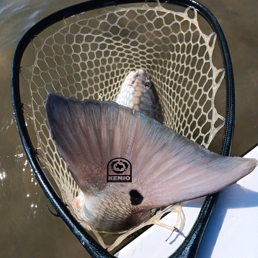 Texas, fly fishing, sight cast, redfish, black drum, speckled trout, flounder, Aransas, Port Aransas, marsh, fly, guide, flats ,red, Rockport, Laguna Madre, upper, outfitters, mud, oyster, Corpus, Christi, Texas coast, sea trout, tailing, school, bull, trouthunter, henrys fork, idaho, beavertail, skiff, saltwater, winston, rods, RL, airflo, fly line, conservation, fishpond, net,